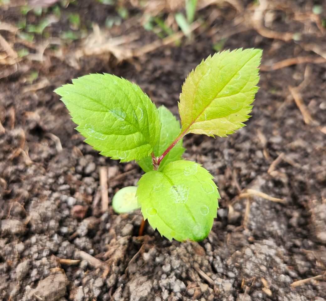 Apple Seedling Adventures