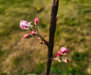 Blooms on frostbite apple tree
