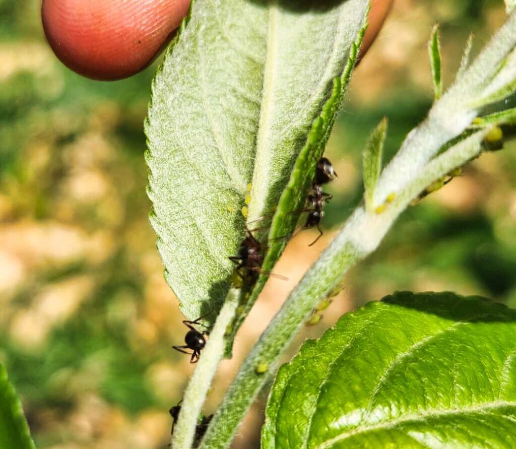 Ants farming aphids on young apple shoot