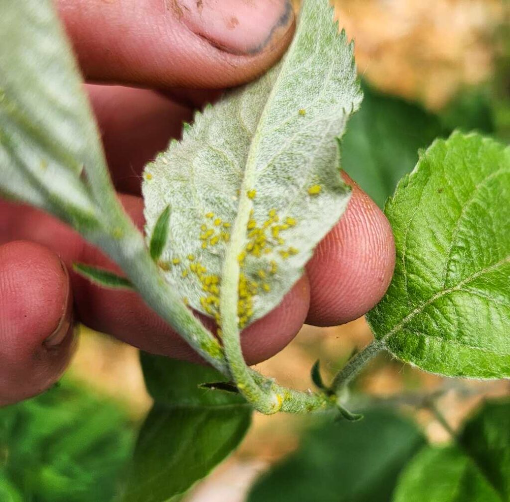 Aphids on underside of young apple leaf