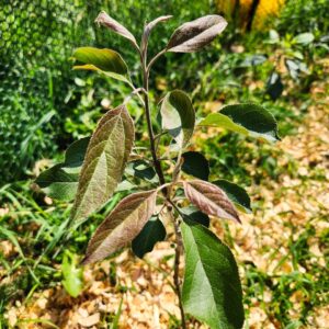 Bill's Red Flesh (Scarlett Surprise) apple graft