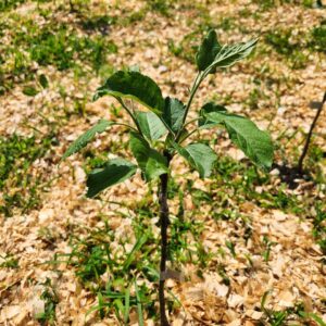 Green Newtown Pippin apple graft