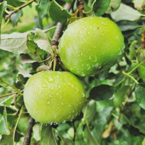 Fireside apples growing on standard tree
