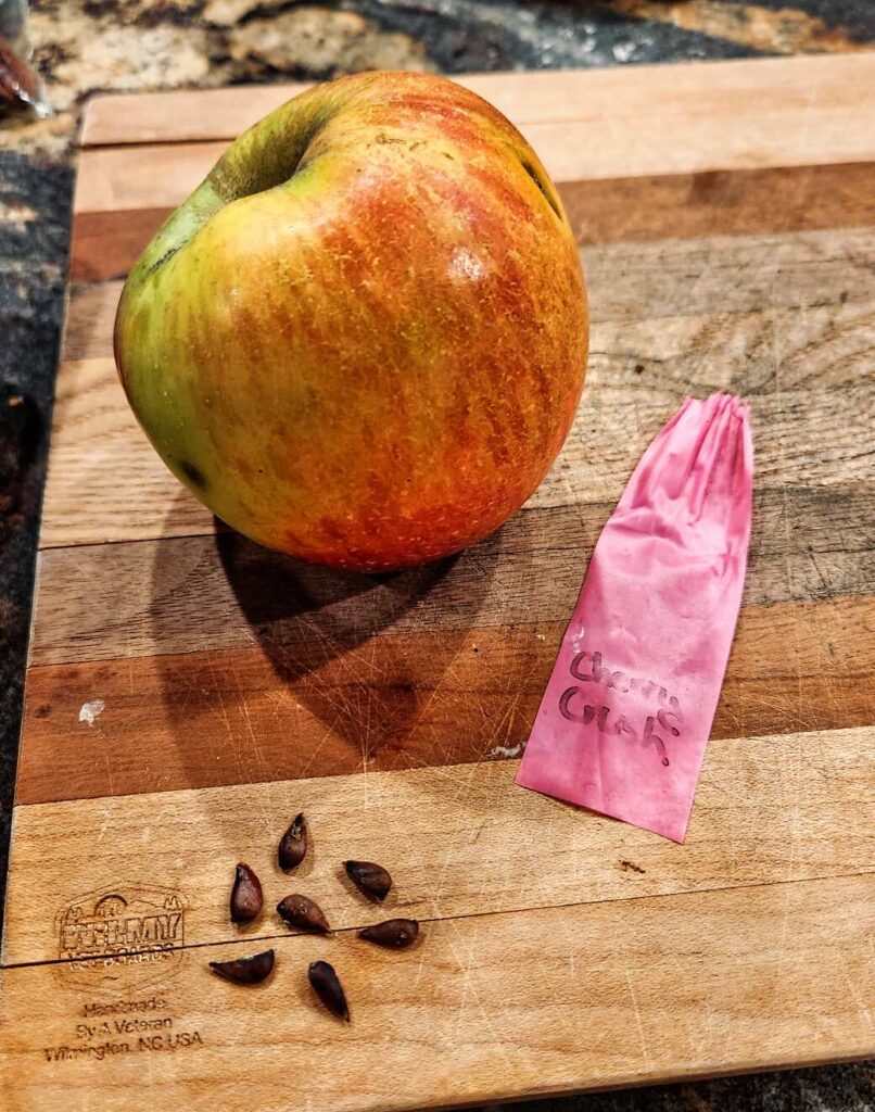 Apple seeds from intentional crossing- Fireside x cherry crush (Skillcult pollen variety)