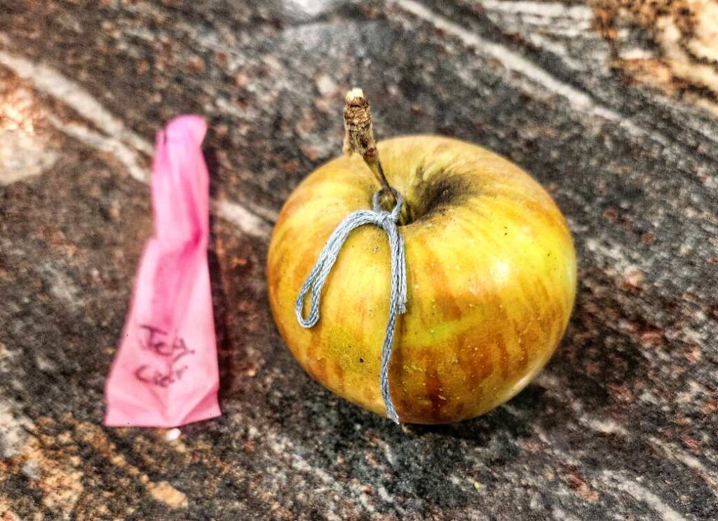 Apple that harvested for seeds from intentional crossing- Fireside x jellybean cider (Skillcult pollen variety)