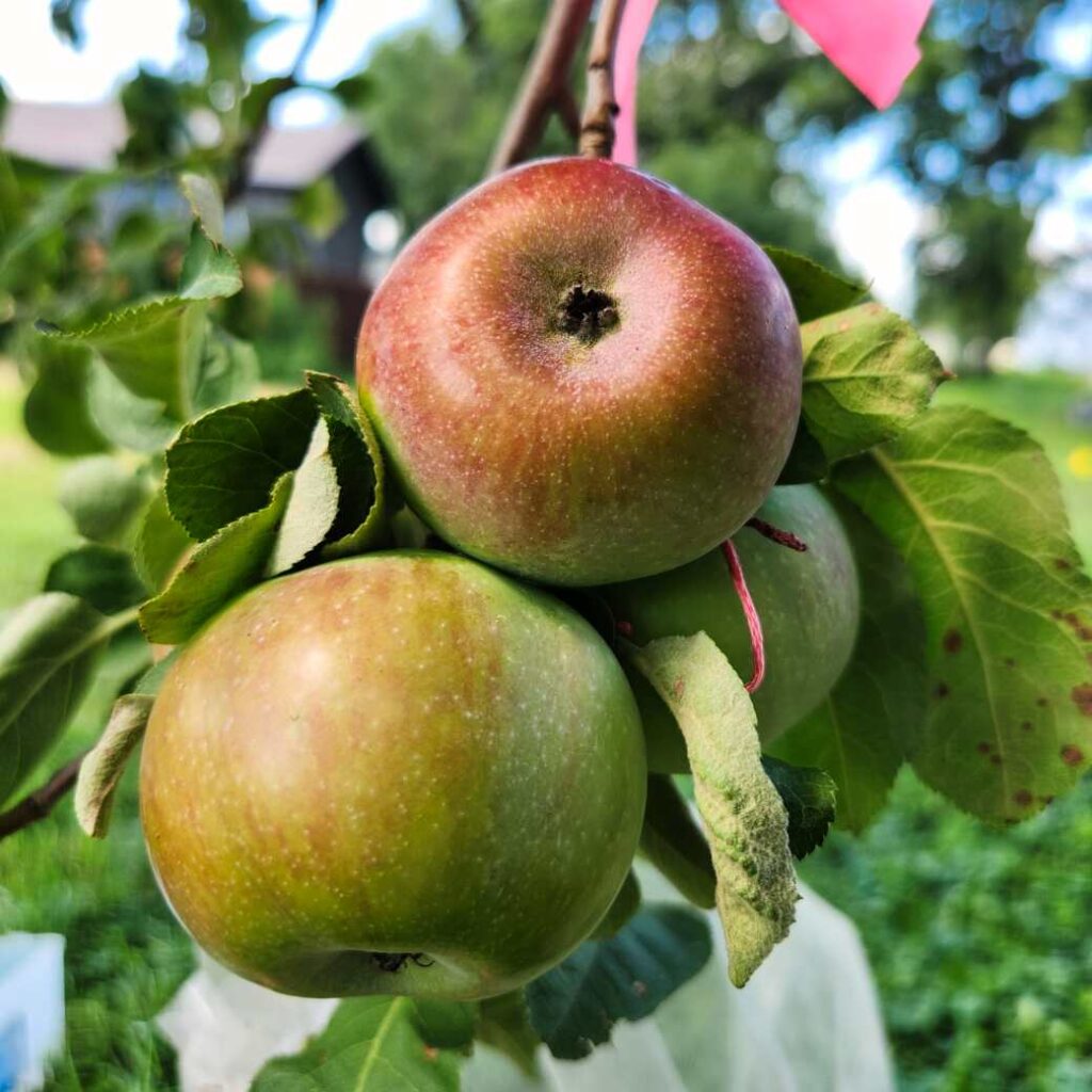 McIntosh apples hanging on tree; seeds inside are a cross with cherry crush pollen, a Skillcult variety