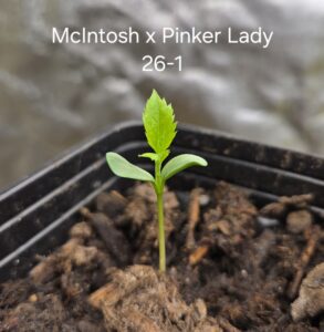 Apple Breeding Project: McIntosh crossed with Pinker Lady (Skillcult pollen), upright sprout