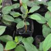 Several apple seedlings from Skillcult crosses