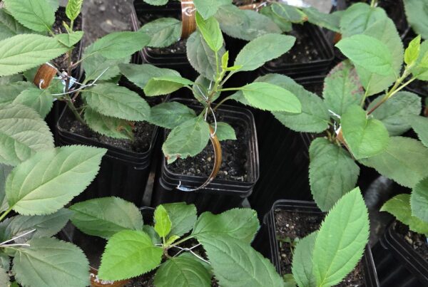 Several apple seedlings from Skillcult crosses