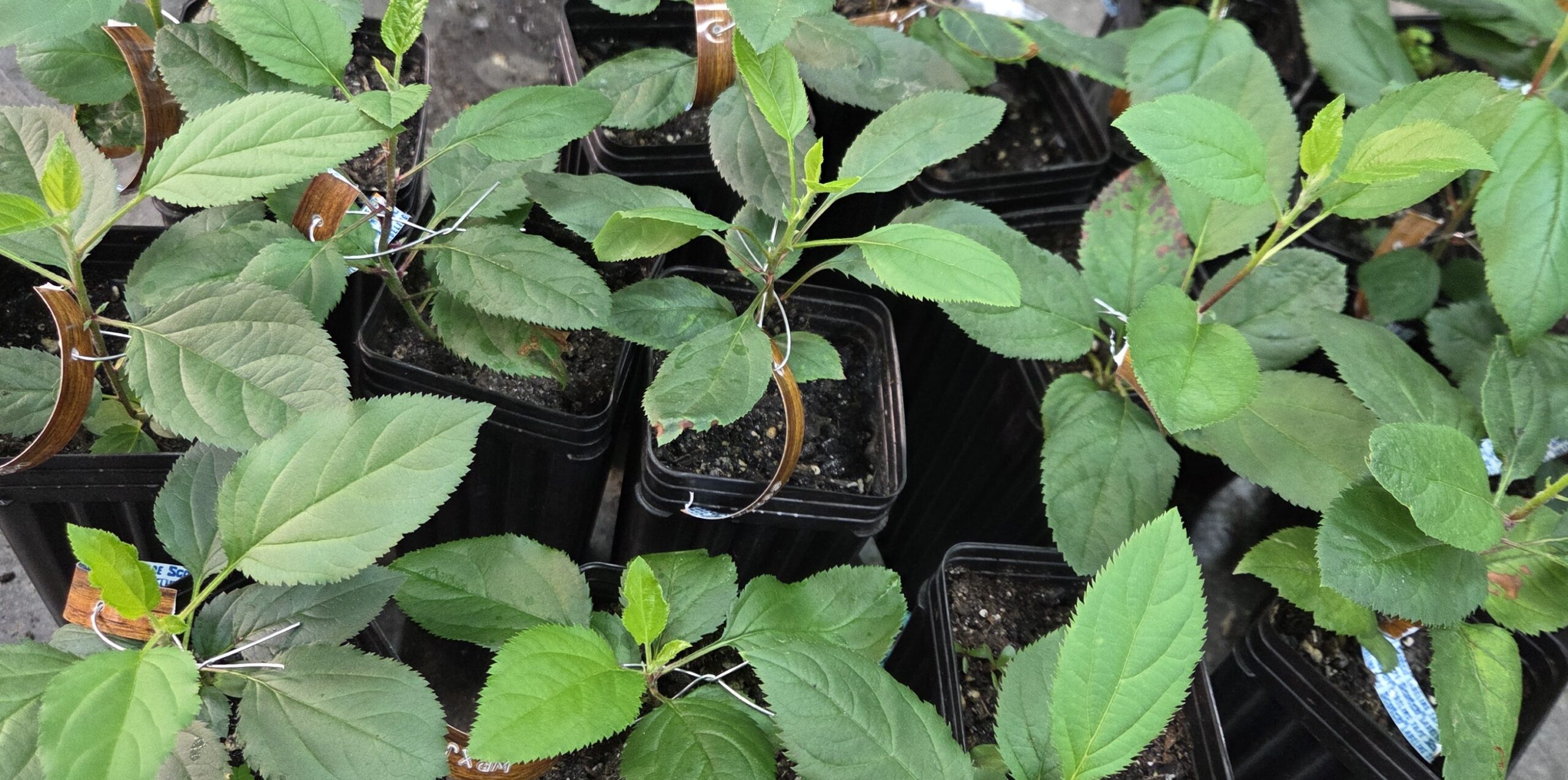 Apple Seedling Adventures, Year 2