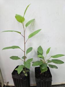 Two of my apple seedlings showing diversity in height: Fireside x Pinker Lady (left) and Fireside x Jellybean Cider (right)