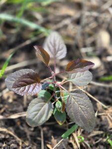 Seedling from intentional cross of McIntosh and Cherry Crush, pollen from Skillcult.