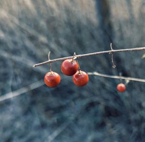 Red asparagus berries in the fall (Asparagus officinalis)