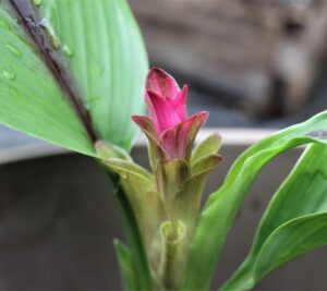 Black turmeric (curcuma caesia) plant with purple flower