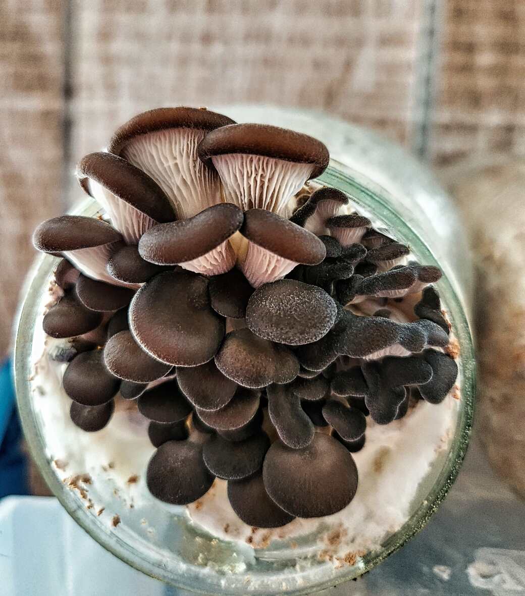 Growing Oyster Mushrooms in Jars