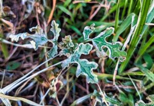 Wilted leaves of Buffalo bur, a thorny, poisonous nightshade that grows aggressively in gardens and pastureland. Shown after use of flame weeder on plant.