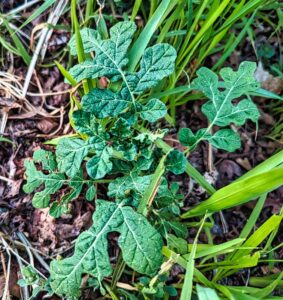 Buffalo bur, a thorny, poisonous nightshade  that grows aggressively in gardens and pastureland