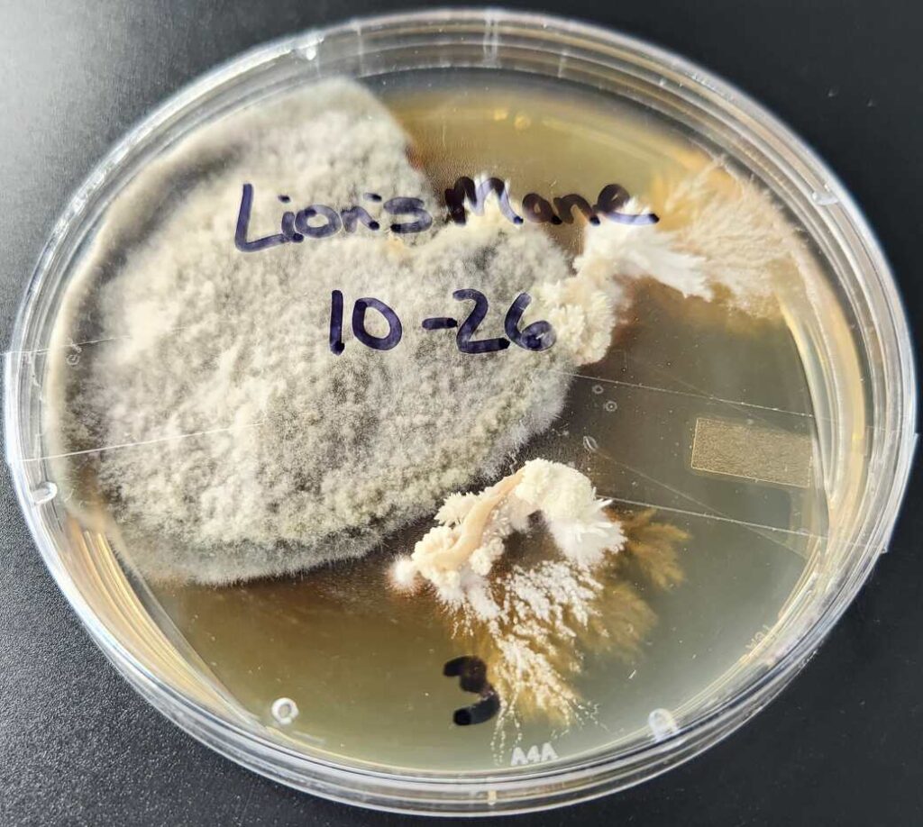 Contaminated lion's mane clones in petri dish