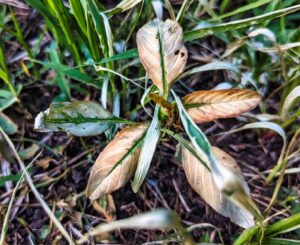 Weed with wilted leaves after use of backpack flame weeder