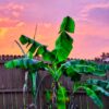 Banana plant on last night in Florida