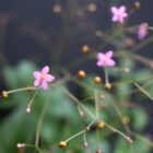 Jewels of opar (Talinum paniculatum) flowers