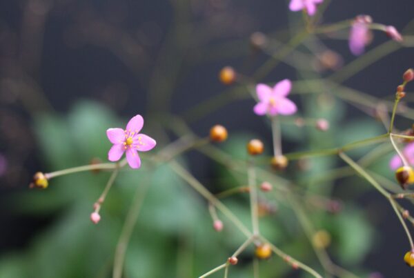 Jewels of opar (Talinum paniculatum) flowers