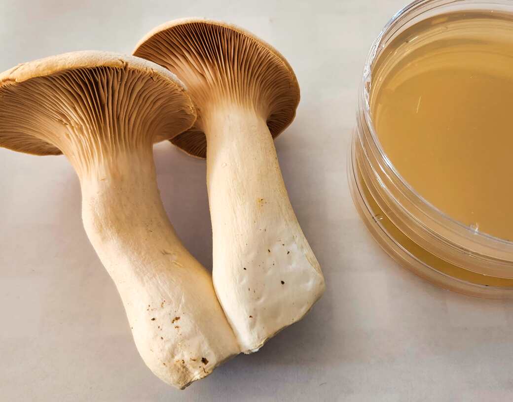 How to Clone King Trumpet Mushrooms