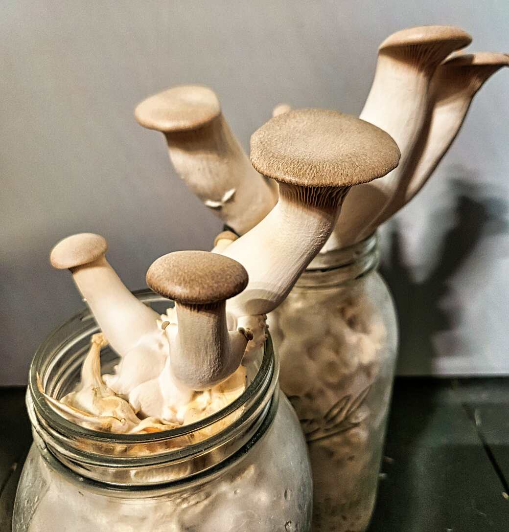 Grow King Trumpet Mushrooms in Jars