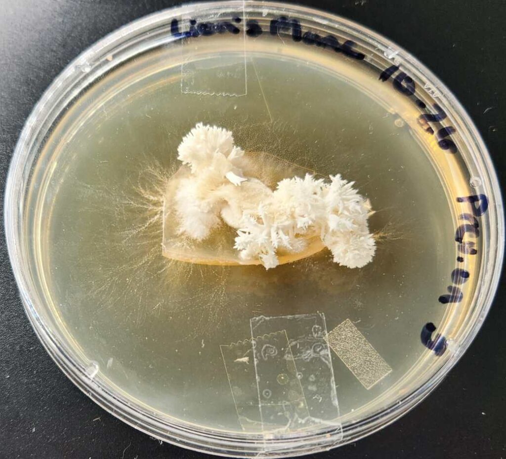 Clean lion's mane (Hericium erinaceus) mushroom clone in a petri dish, with visible mycelium growth