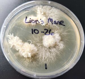 Clean lion's mane (Hericium erinaceus) mushroom clone in a petri dish