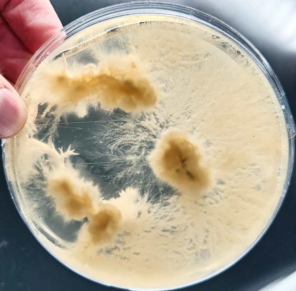 Clean lion's mane (Hericium erinaceus) mushroom clone in a petri dish, back view, with visible mycelium growth