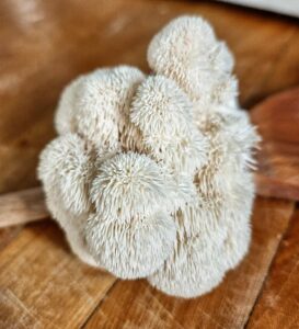 Lion's mane (Hericium erinaceus) mushroom on wooden cutting board