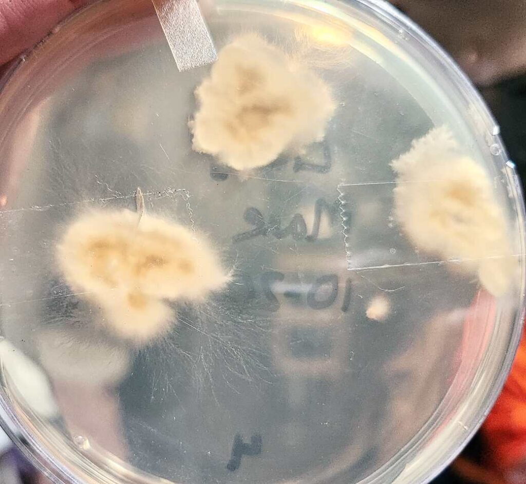 Clean lion's mane (Hericium erinaceus) mushroom clone in a petri dish with beginnings of mycelium growth visible, back view