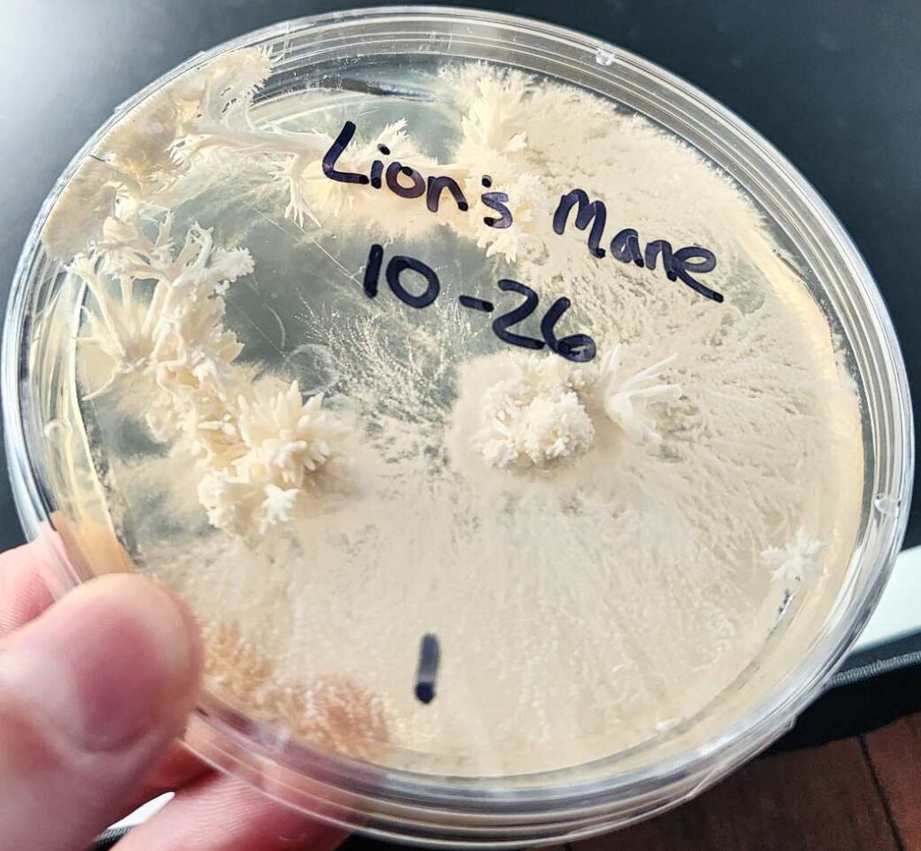 Clean lion's mane (Hericium erinaceus) mushroom clone in a petri dish beginning to pin