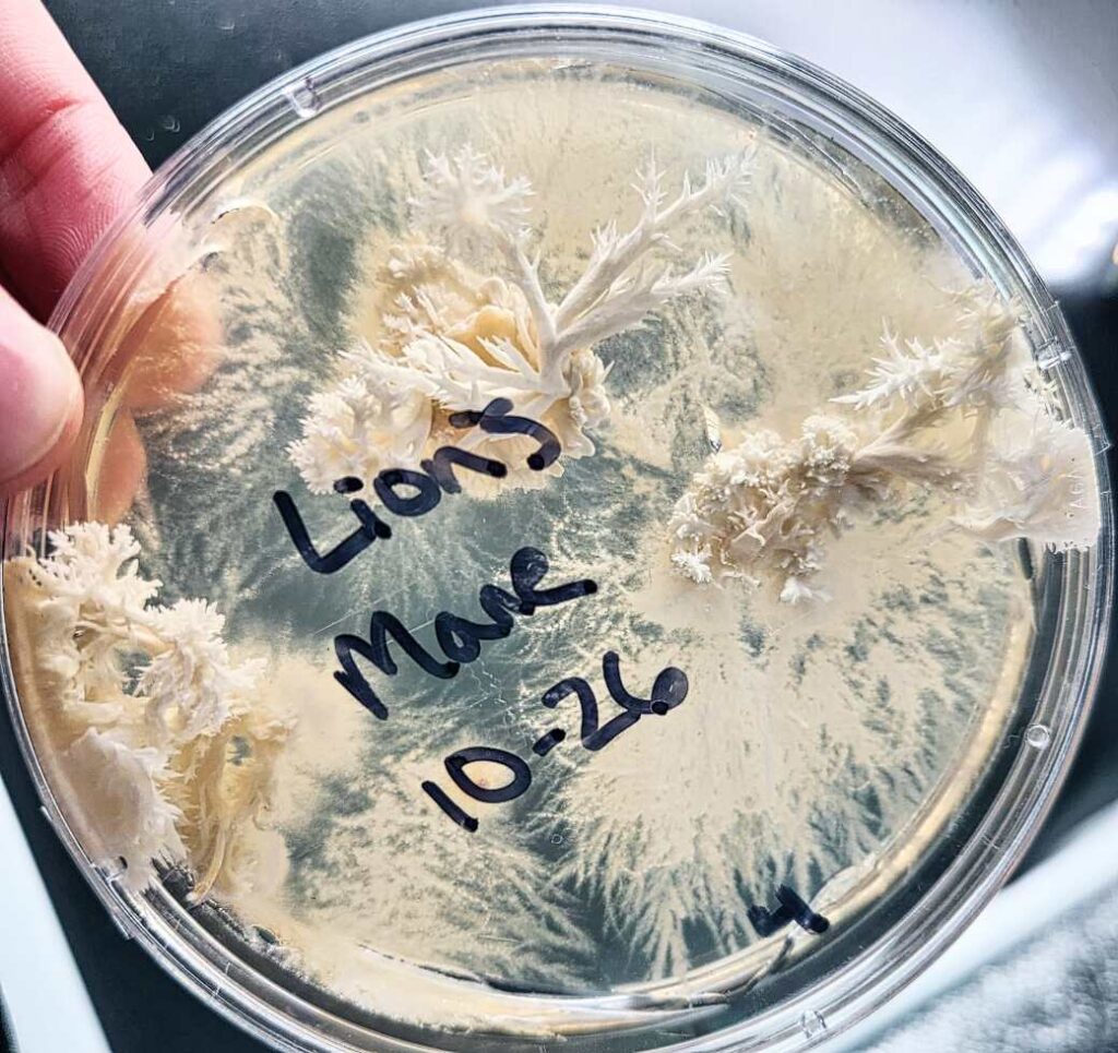 Clean, pinning lion's mane (Hericium erinaceus) mushroom clone in a petri dish