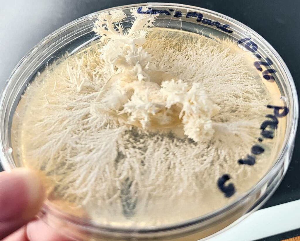 Clean lion's mane (Hericium erinaceus) mushroom clone in a petri dish beginning to pin