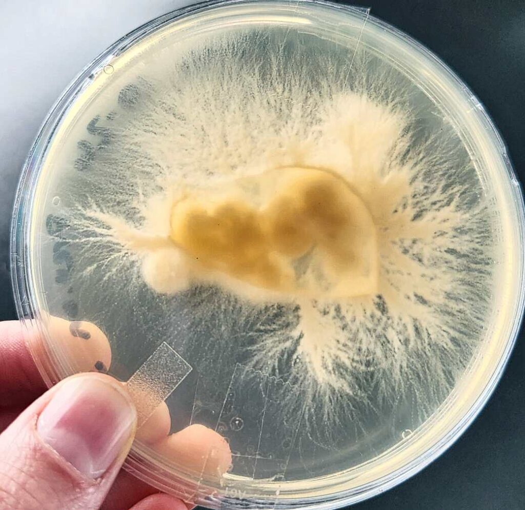 Clean lion's mane (Hericium erinaceus) mushroom clone in a petri dish, back view, visible mycelium growth