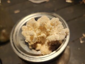 Lion's mane (Hericium erinaceus) mushroom fruiting in mason jar