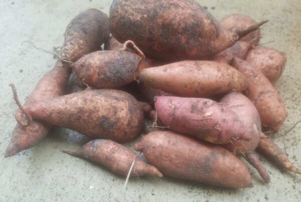 Sweet potato (Ipomoea batatas) harvest