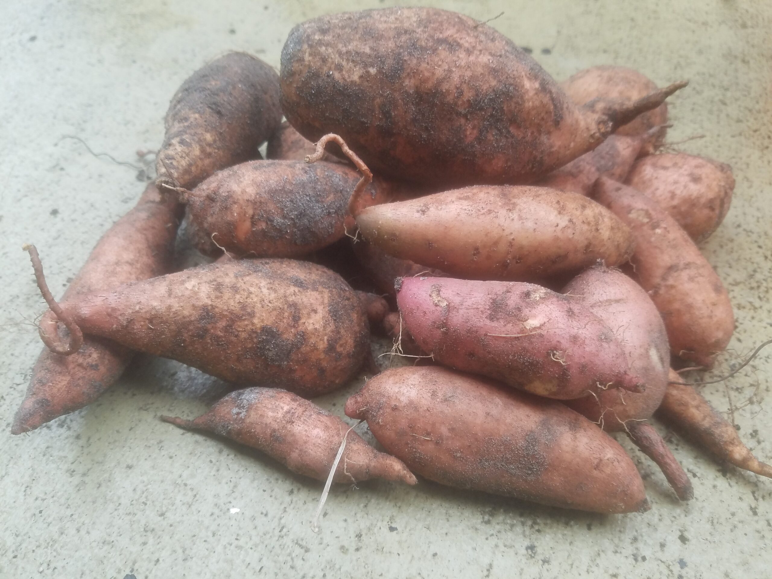 How to Grow Sweet Potatoes