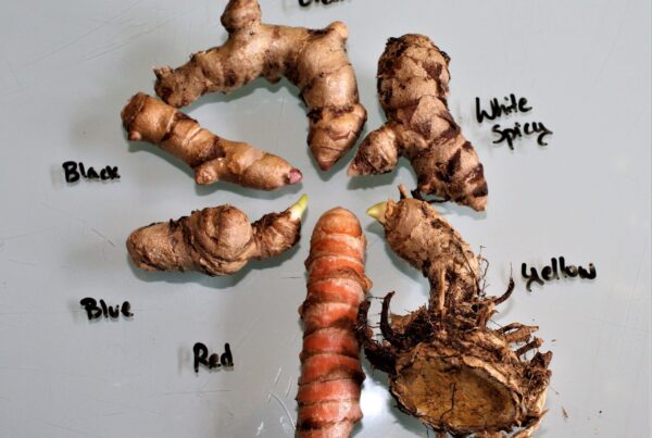 Red, Yellow, White, Green, Blue, and Black turmeric rhizomes (curcuma longa and curcuma caesia)