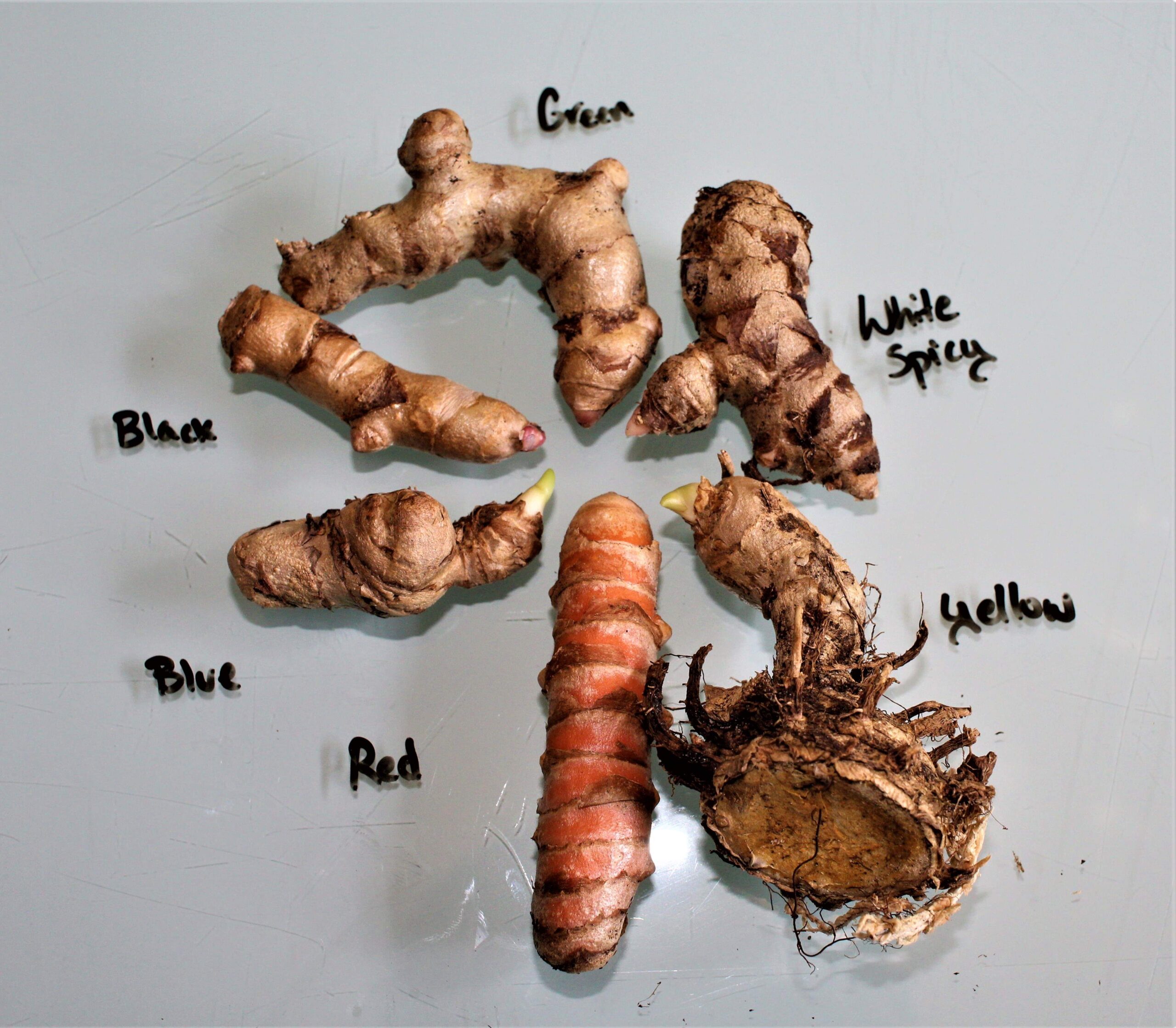 How to Distinguish Among Edible Turmeric Varieties