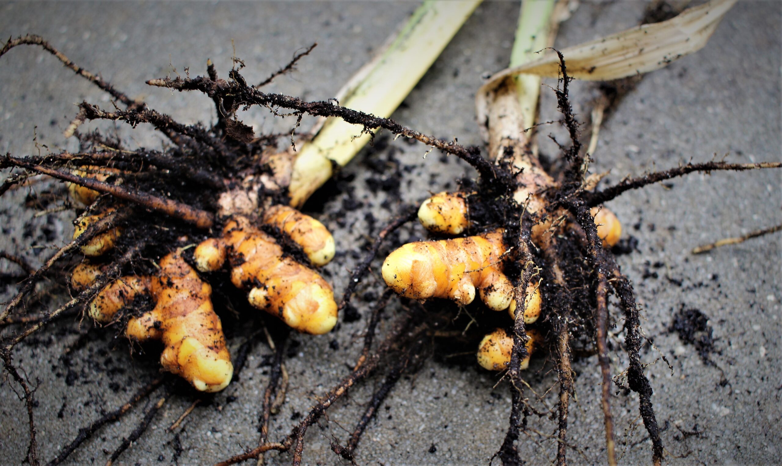 How to Grow Great Turmeric