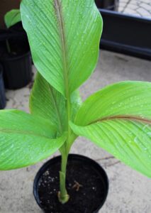 Yellow turmeric (curcuma longa) plant